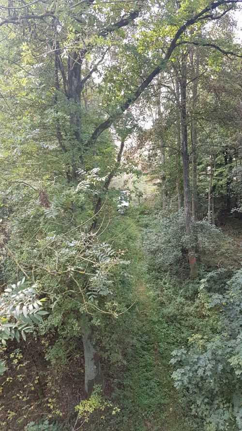 Untersuchungsfläche Monheim in Bayern Das Foto zeigt den Blick aus dem Hubsteiger auf die Untersuchungsfläche Monheim in Bayern aufgenommen im Sommer. Der dichte Bestand in ebener Lage zeichnet sich durch viele Eschen und einige Mischbaumarten aus. Es gibt einen sehr dichten Zwischenstand.