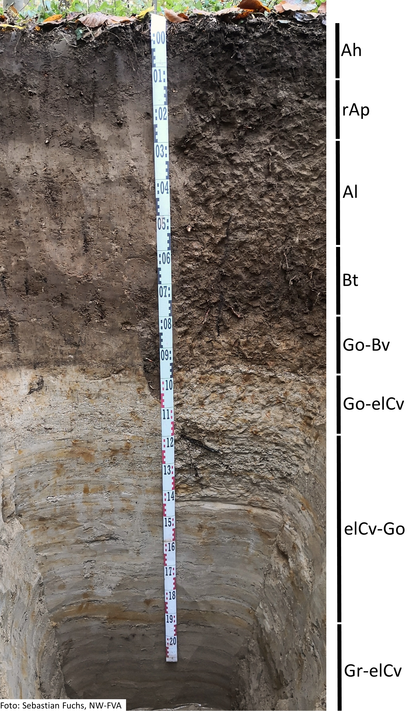 Das Foto zeigt einen senkrechten Schnitt durch den Boden der Untersuchungsfläche. Das Bodenprofil enthält folgende Bodenhorizonte: Ah, rAp, AI, Bt, Go-Bv, Go-elCv, elCv-Go, Gr-elCv