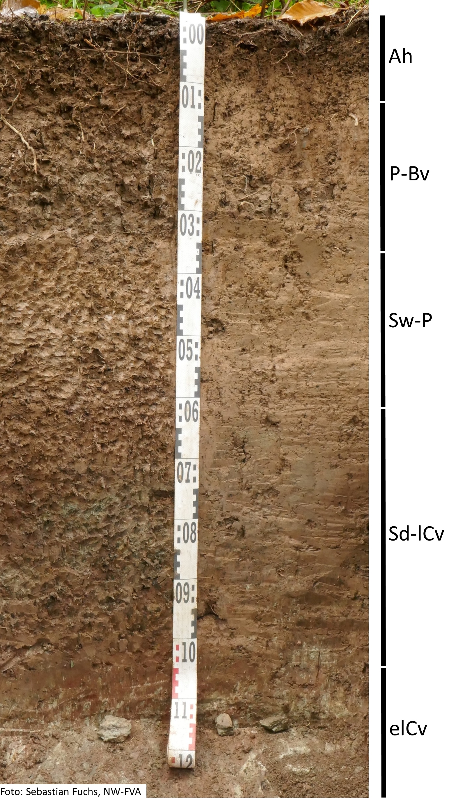 Das Foto zeigt einen senkrechten Schnitt durch den Boden der Untersuchungsfläche. Das Bodenprofil enthält folgende Bodenhorizonte: Ah, P-Bv, Sw-P, Sd-lCv, elCv