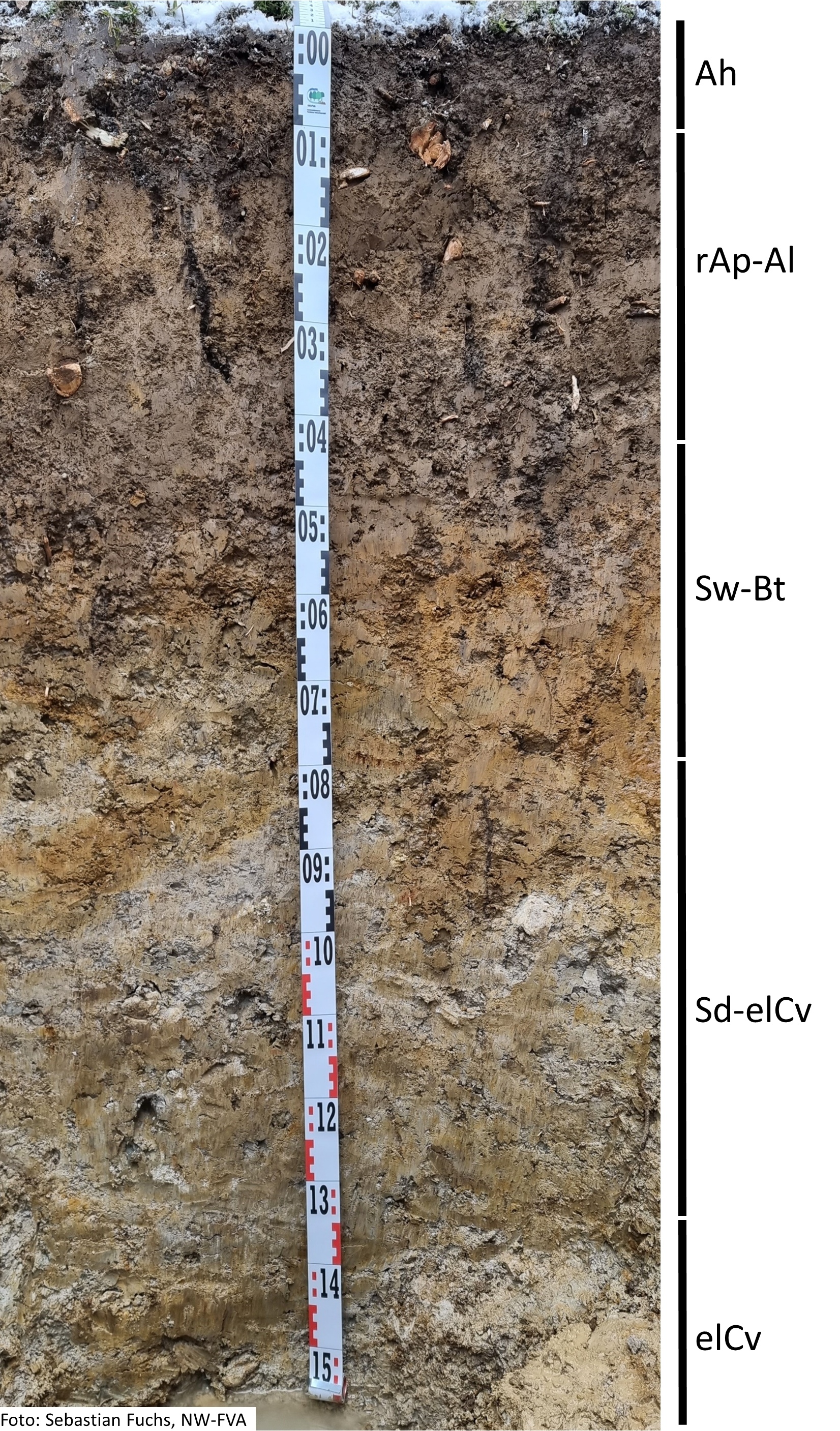 Das Foto zeigt einen senkrechten Schnitt durch den Boden der Untersuchungsfläche. Das Bodenprofil enthält folgende Bodenhorizonte: Ah, M-Al, Sw-Bt, Sd-elCv, elCv