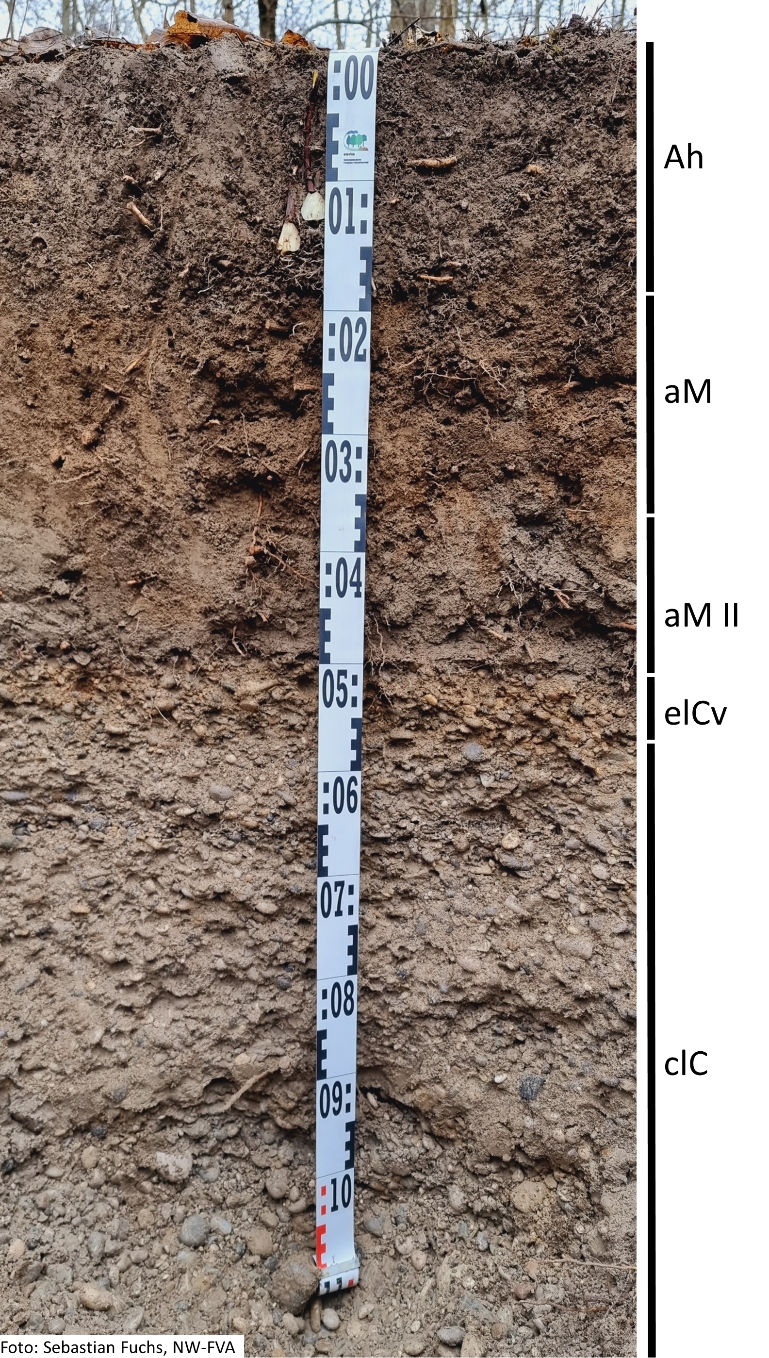 Das Foto zeigt einen senkrechten Schnitt durch den Boden der Untersuchungsfläche. Das Bodenprofil enthält folgende Bodenhorizonte: Ah, aM, aM II, elCv, clC