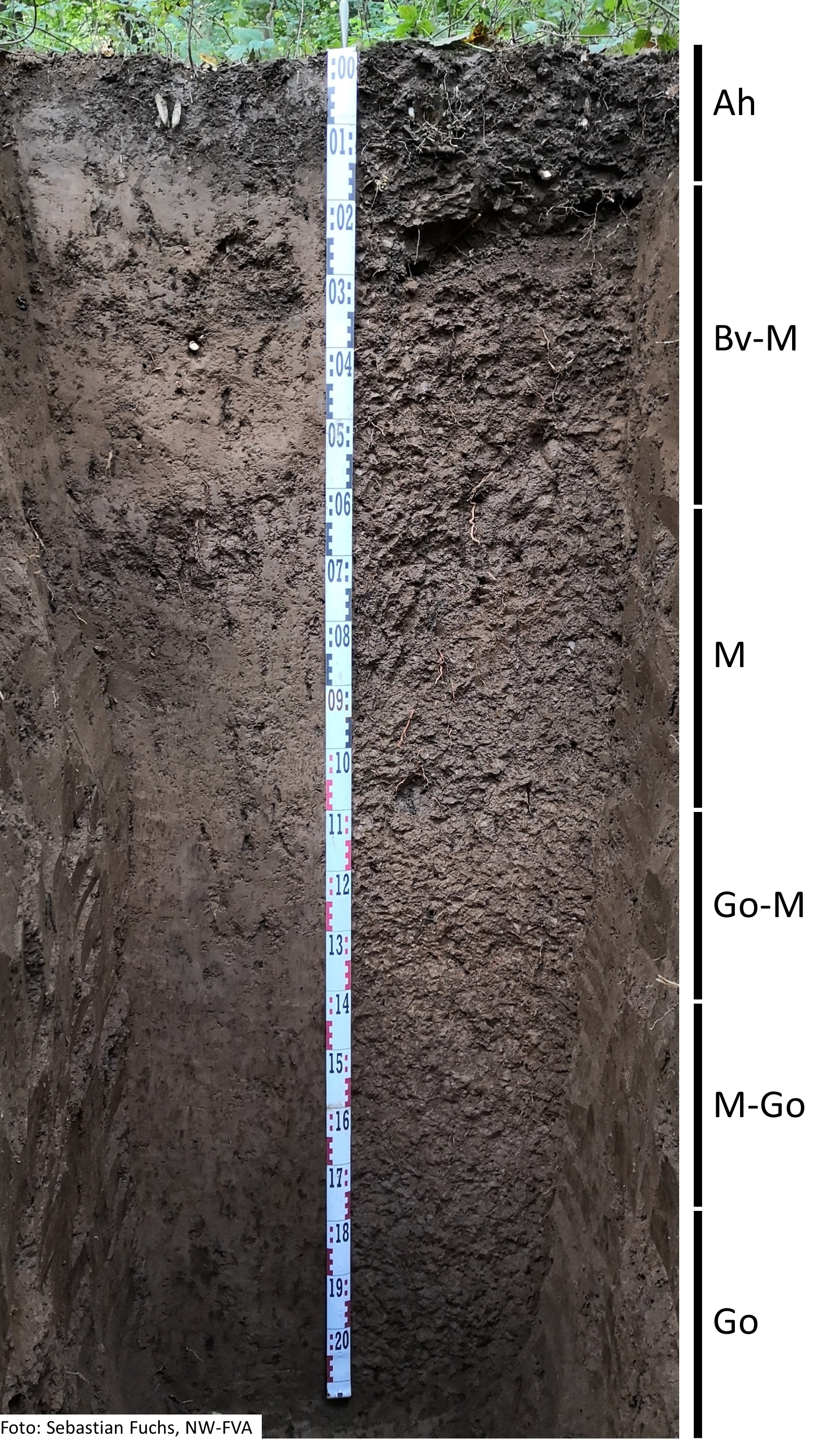 Das Foto zeigt einen senkrechten Schnitt durch den Boden der Untersuchungsfläche. Das Bodenprofil enthält folgende Bodenhorizonte: Ah, Bv-M, fM, Go-M, M-Go, Go