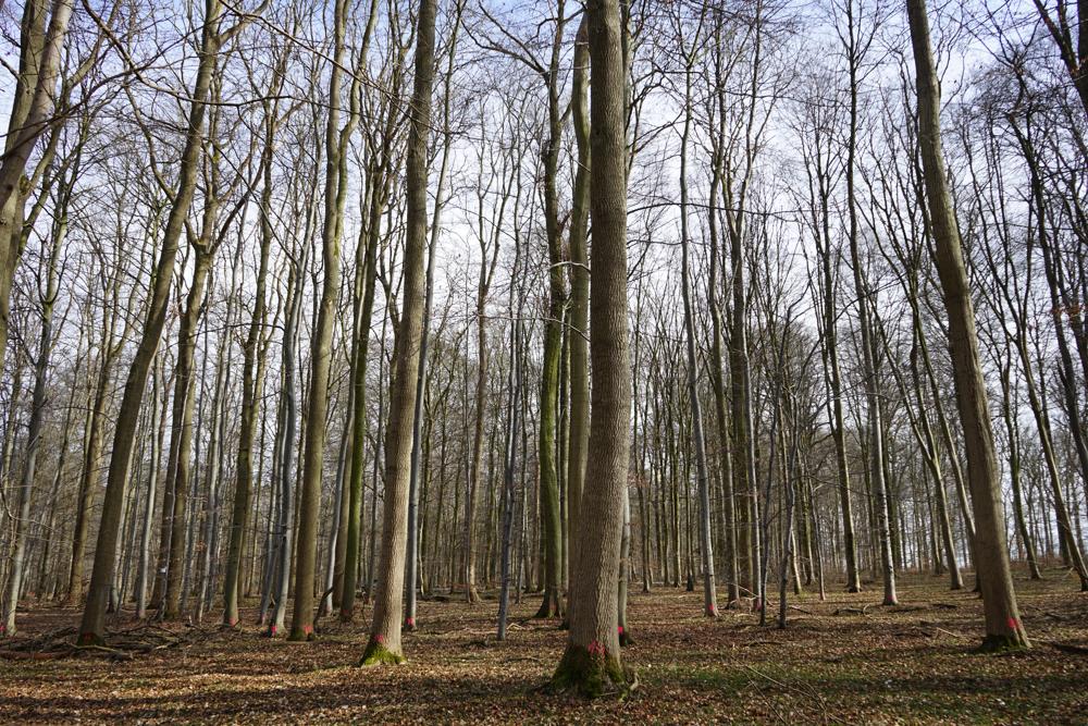Das Foto zeigt den Blick auf die Untersuchungsfläche Karlsburg in Mecklenburg-Vorpommern aufgenommen im Frühjahr. Der Bestand in ebener Lage zeichnet sich durch hohe und dicke Eschen aus. Es gibt einen schütteren Zwischenstand und keine Verjüngung.