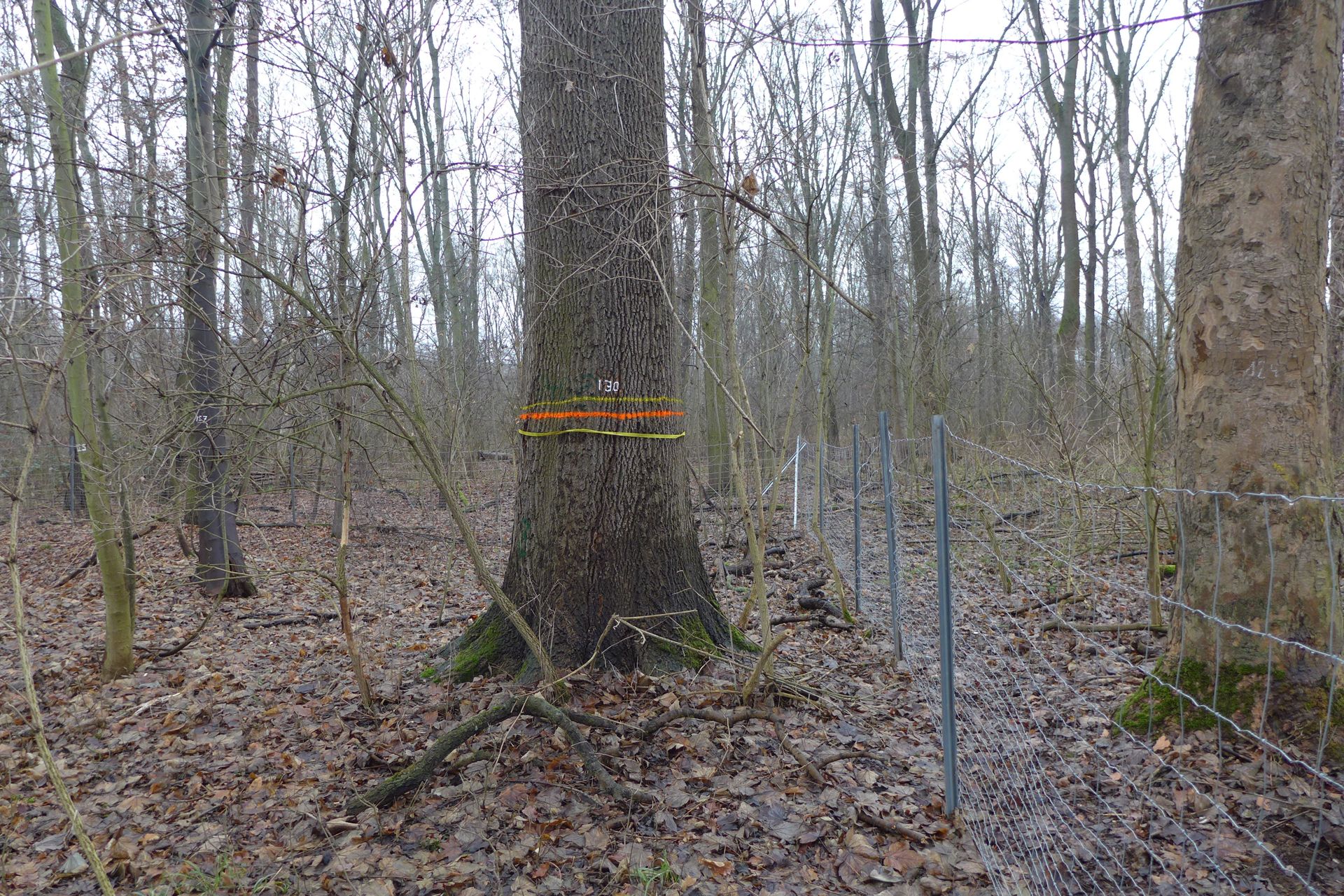 Das Foto zeigt den Blick auf die Untersuchungsfläche Leutzsch in Sachsen aufgenommen im Frühjahr. Der Bestand in ebener Lage zeichnet sich durch viele Bäume und einige sehr starke Eschen aus. Es gibt einen dichten Zwischenstand und ein wenig Verjüngung. Die Bodenvegetation ist schütter. Das Bild zeigt außerdem die Zäunung der IBF+-Fläche und die dauerhafte Markierung der Probebäume.