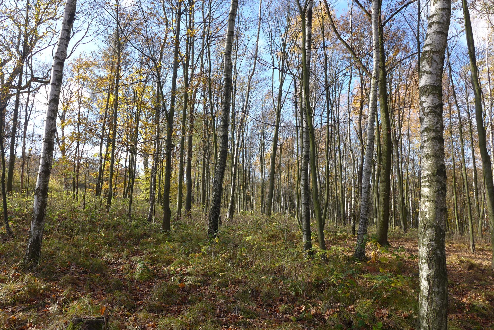 Das Foto zeigt den Blick auf die Untersuchungsfläche Bienhof in Sachsen aufgenommen im Herbst. Der Bestand in ebener Lage zeichnet sich durch viele mittelstarke Eschen und einige Mischbaumarten aus. Es gibt einen moderaten Zwischenstand und ein wenig Verjüngung. Die Bodenvegetation aus Gräsern und Brombeeren ist dicht.