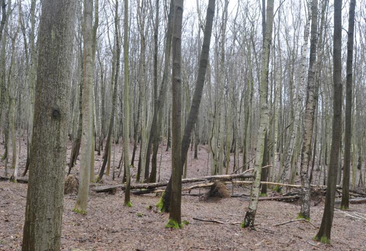 Das Foto zeigt den Blick auf die Untersuchungsfläche Ettersberg in Thüringen aufgenommen im Winter. Der Bestand in ebener Lage zeichnet sich durch viele mittelstarke Eschen aus. Es gibt keinen Zwischenstand und keine Verjüngung. Die Bodenvegetation fehlt. Im Mittelgrund des Bildes liegen mehrere umgestürzte Bäume.