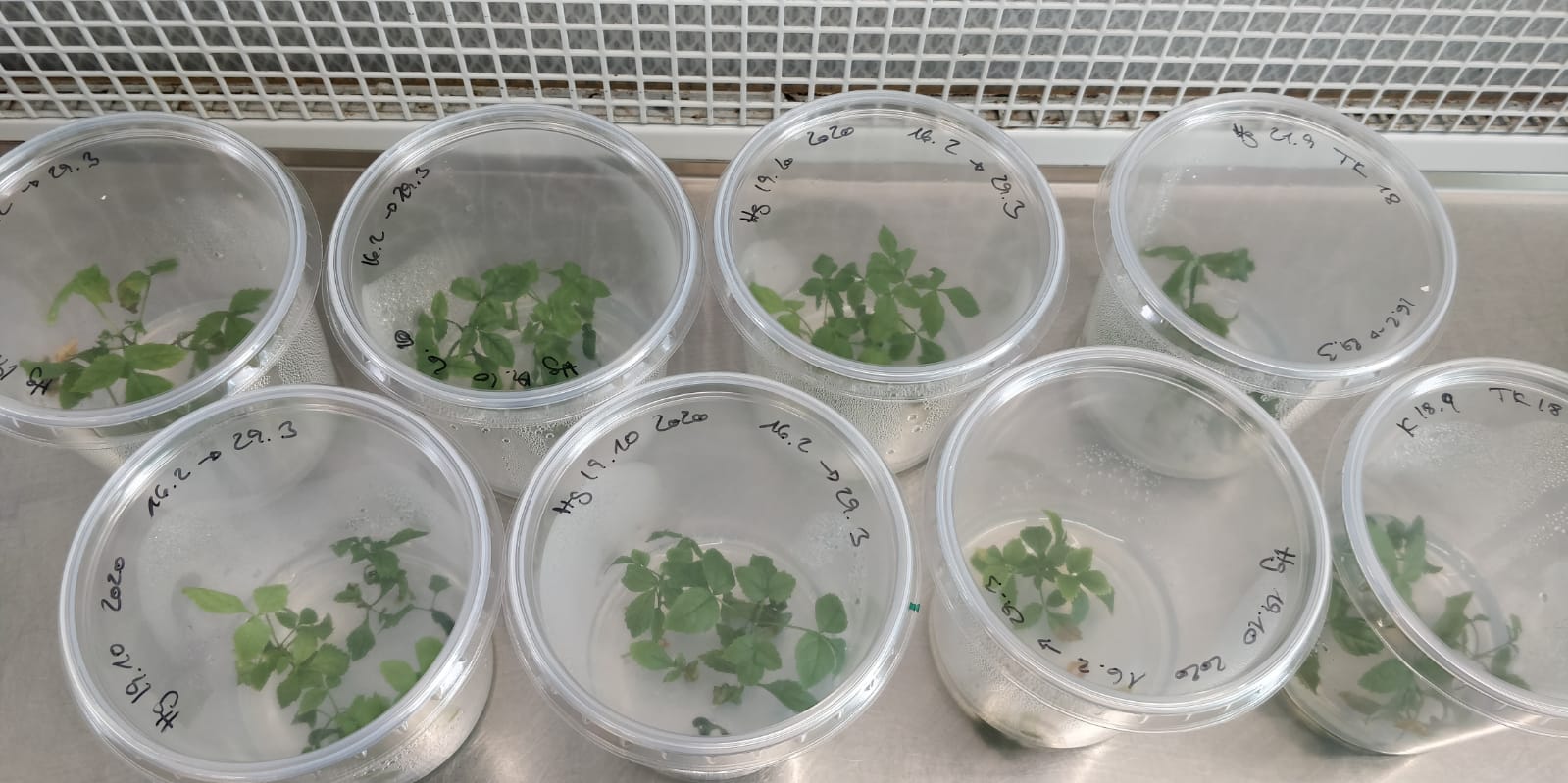 In-vitro-Aussaaten von Eschen An einem sterilen Arbeitsplatz stehen mehrere durchsichtige Plastikdosen. In diesen befindet sich ein wenig Nährmedium, auf dem kleine Eschen wachsen. Die Dosen sind mit Datumsangaben auf dem Deckel beschriftet.
