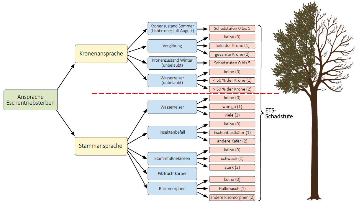 Dieses Schema zeigt den grundsätzlichen Aufbau des Boniturschlüssels aus dem Handbuch "Eschentriebsterben - Kriterien zur Schadensbonitur an Eschen". Bei Alteschen wird zwischen der Kronen- und Stammansprache unterschieden. Für diese gibt es jeweils verschiedene Unterkriterien, die wiederum in unterschiedlichen Stufen bonitiert werden. Aus der Summe der Merkmale ergibt sich die ETS-Schadstufe.