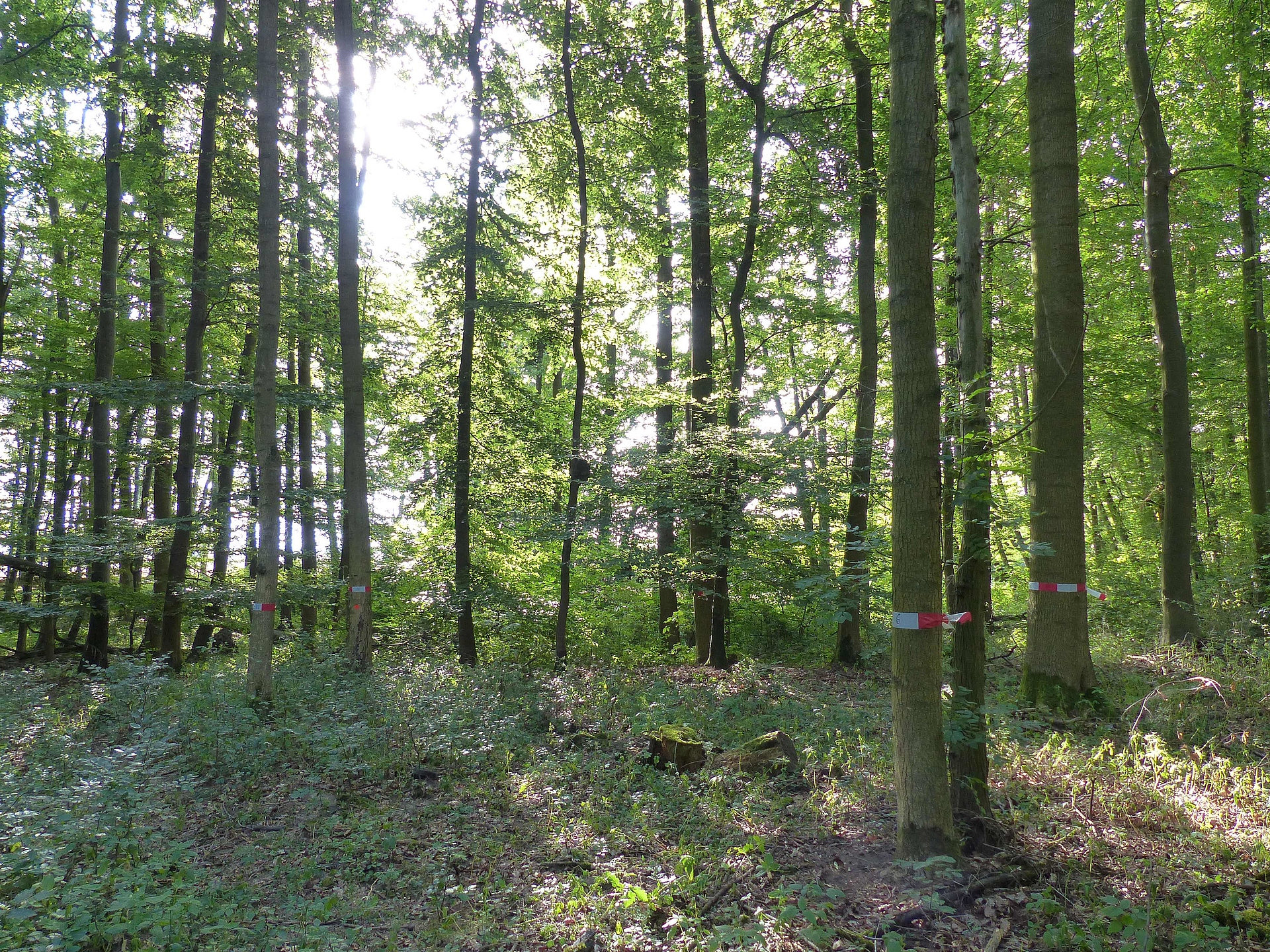   Das Foto zeigt den Blick auf die Untersuchungsfläche Stegelitz in Brandenburg aufgenommen im Sommer. Der Bestand in ebener Lage zeichnet sich durch Bäume vieler verschiedener Durchmesser aus. Es gibt einen gut ausgeprägten Zwischenstand, stellenweise üppige Verjüngung und eine gut ausgeprägte Bodenvegetation. Neben den rot-weiß markierten Eschen gibt es eine Reihe weiterer Baumarten und im Hintergrund mehrere umgestütrzte Bäume.