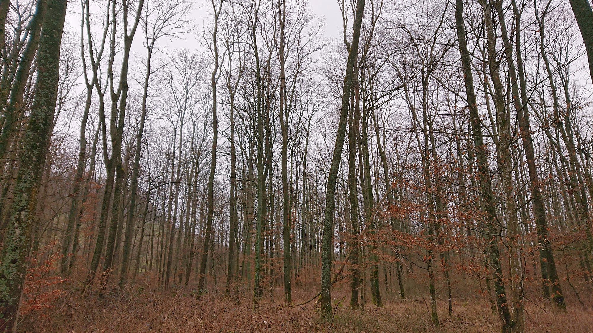 Das Foto zeigt den Blick auf die Untersuchungsfläche Plattenwald in Baden-Württemberg aufgenommen im Frühjahr. Der stammzahlreiche Bestand in ebener Lage zeichnet sich durch viele Eschen und Mischbaumarten aus.Es gibt einen sehr dichten Zwischenstand und stellenweise dichte Verjüngung. Die Bodenvegetation aus Gräsern und Brombeeren ist dicht.