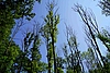 Mit einem Blick von unten in die Baumkronen zeigen sich alle Symptome des Eschentriebsterbens: von einem vollbelaubten Baum über Bäume mit vielen Wasserreisern und lichter Belaubung bis hin zu abgestorbenen Bäumen. In mindestens zwei Baumkronen sieht man herunterhängende Totäste von denen eine potentielle Gefahr für Waldbesuchende ausgeht. 