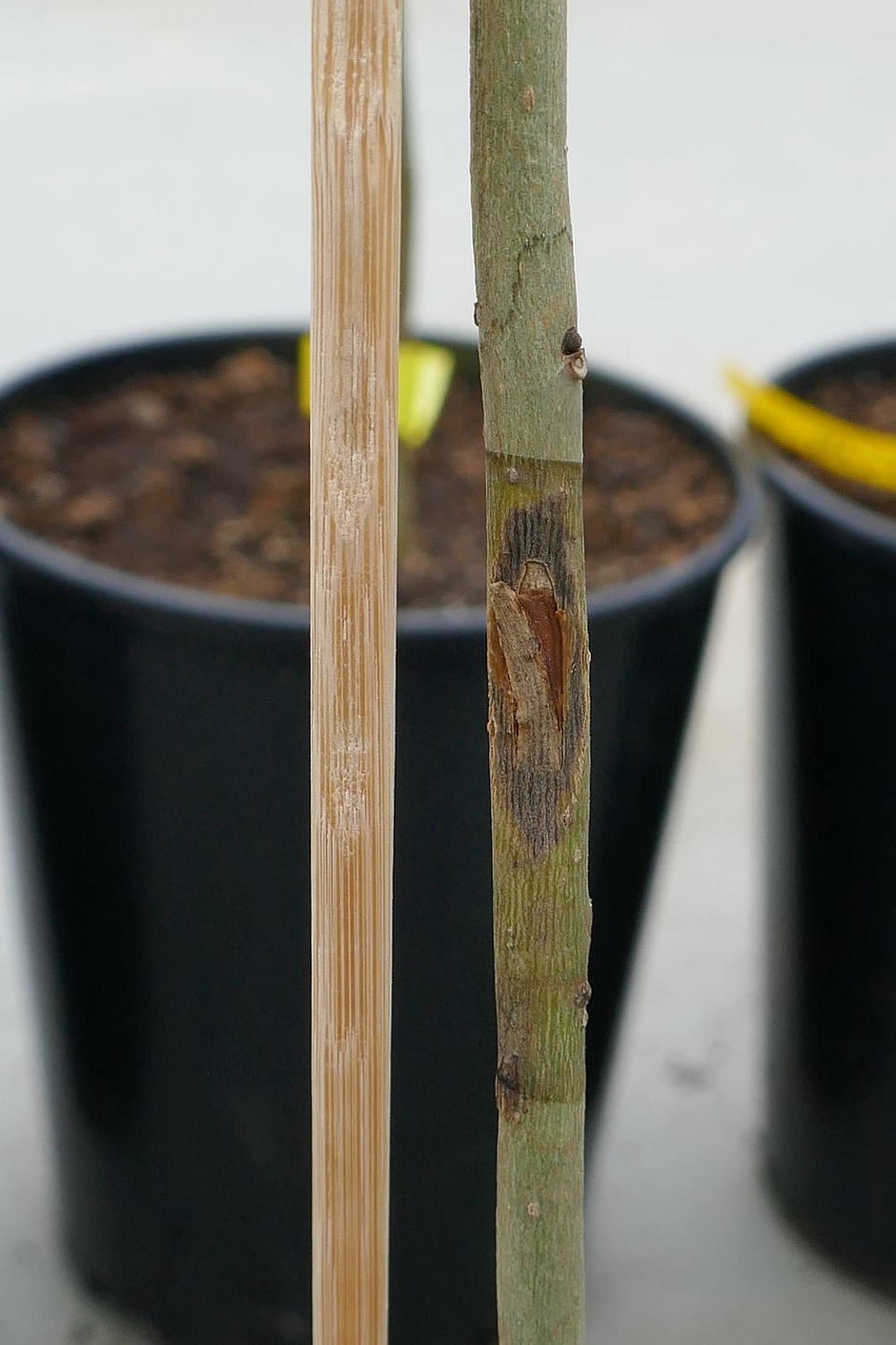 Man sieht den knapp einen cm starken Spross einer jungen Esche. Daneben ein Holzstab zur Stützung der jungen Esche. In einem Experiment wurde die Rinde der Esche mit einem scharfen Messer von oben nach unten angeschnitten und über diese Wunde der Pilz Hymenoscyphus fraxineus eingebracht. Es zeigt sich ein schwarzer Hof um die Wunde herum, deren Ausmaß der Beurteilung der Virulenz des Pilzisolats dient.