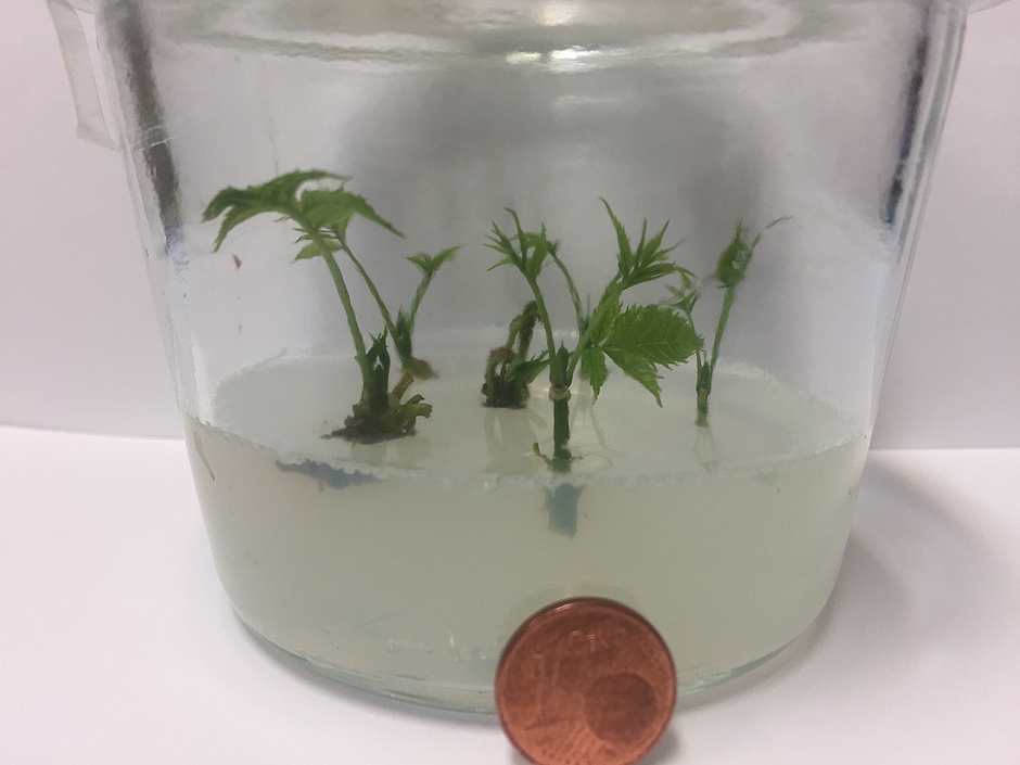 In einem Glasgefäß mit transparentem Nährmedium wachsen wenige Zentimeter lange, grüne Eschen-Sprossen aus mikrovegetativer Vermehrung. Zum Größenvergleich lehnt gegen das Glas ein  1-Cent-Stück. Man sieht, dass die Sprossen nur wenig größer sind.