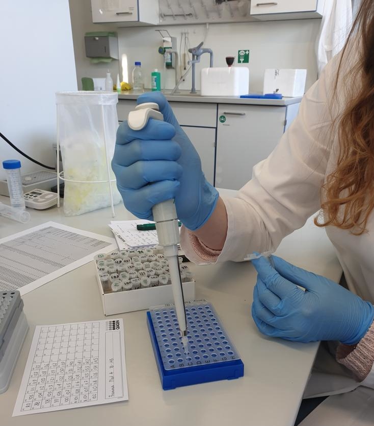 Vorbereitung einer PCR zur Amplifikation von Mikrosatellitenmarkern an Eschen-Proben im forstgenetischen Labor An einem Laborarbeitsplatz sitzt eine Wissenschaftlerin. Sie trägt blaue Handschuhe und hält in der rechten Hand eine Pipette. In der linken Hand hält sie ein kleines Reaktionsgefäß, aus dem sie Flüssigkeit in eine blaue Zellkulturplatte pipettiert.Vor ihr liegt ein handschriftlicher Zettel mit den Probenbezeichnungen. Rechts von ihr liegen weitere Proben, die auf die Bearbeitung warten.