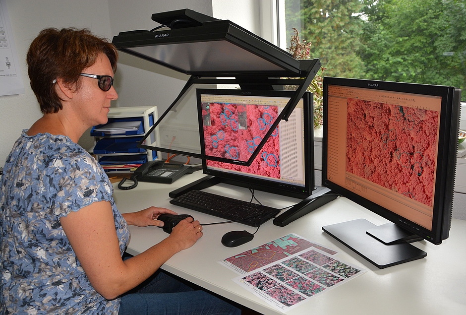 Luftbildauswertung Eine Frau sitzt mit einer speziellen Brille vor zwei Computermonitoren. Über dem linken Monitor befindet sich eine spezielle Apparatur, mit der das zweidimensionale Computerbild dreidimensional wahrgenommen werden kann. Die Frau beurteilt den Kronenzustand von Bäumen in einem Luftbild.
