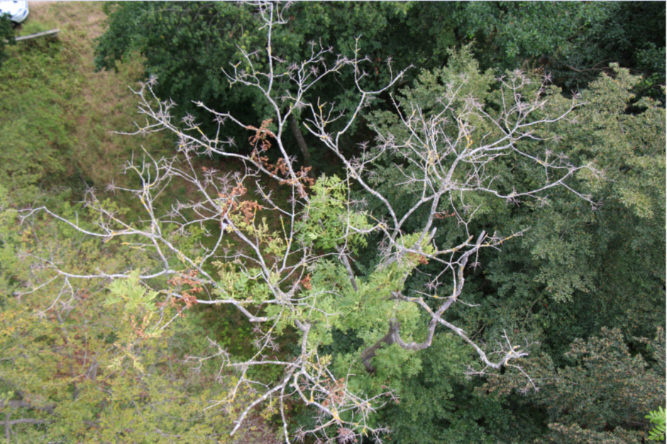 Das Luftbild zeigt einen Waldbestand von oben. Im Zentrum des Bildes befindet sich eine mittel bis stark geschädigte Esche. Das ist erkennbar an den entlaubten Ästen in der Kronenperipherie. Im Zentrum der Krone finden sich noch einzelne grüne Partien.