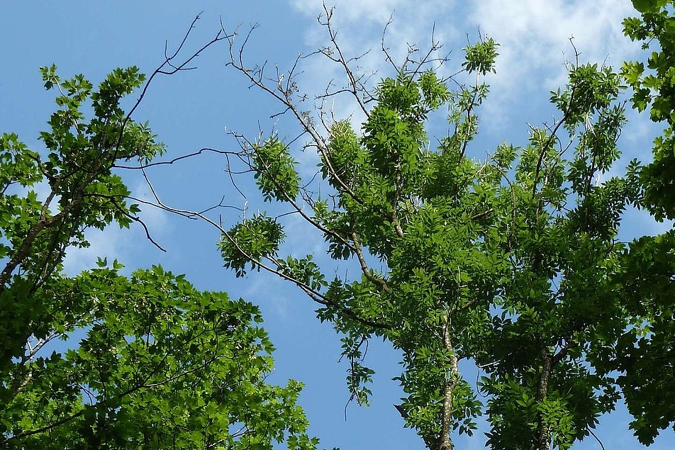 Das Bild zeigt Kronensymptome des Eschentriebsterbens. Charakteristisch sind abgestorbene Äste im äußeren Bereich der Krone. Im Inneren sieht man büschelige Restbelaubung. Diese Symptome sind rasch fortschreitend, wie man an einem vitaleren Baum im Hintergrund sieht. 