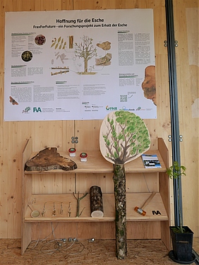 Ein Poster zum Eschentriebsterben hängt über einem Regal mit verschiedenen Exponaten.