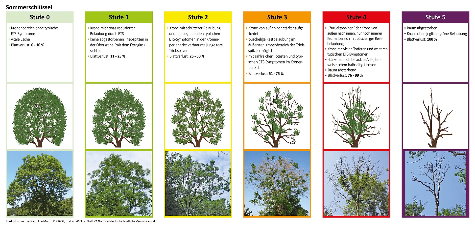 In einer Infografik ist die sommerliche Schadansprache des Eschentriebsterben in sechs Stufen dargestellt. Jede Stufe ist verbal beschrieben sowie als Zeichnung und als Foto der Baumkrone abgebildet. Die Abbildung stammt aus dem Handbuch "Eschentriebsterben - Kriterien zur Schadensbonitur an Eschen".