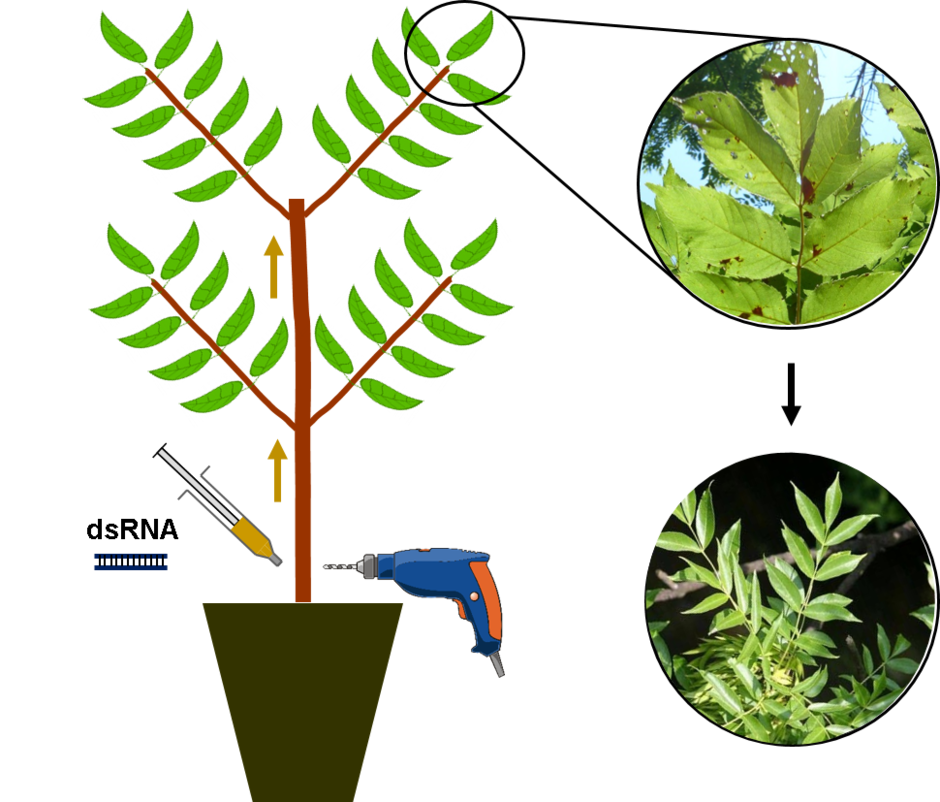 Eine schematische Darstellung zeigt eine getopfte Jungesche, an deren Stammfuß von rechts eine elektrische Bohrmaschine ansetzt. Links vom Stammfuß ist Doppelstrang-RNA dargestellt, die in das Bohrloch injiziert wird. Nach oben zeigende Pfeile deuten den Transport der Doppelstrang-RNA zu den Blättern an. Eine Lupendarstellung zeigt in einer Vergrößerung Blattnekrosen hervorgerufen durch den Pilz Hymenoscyphus fraxineus. Die Doppelstrang-RNA gelangt über den Saftstrom zum Pilz in den Blättern und wird von diesem aufgenommen. Dies führt zum Abbau lebensnotwendiger Pilzgene. So könnte eine Infektion gestoppt bzw. gemindert werden.