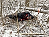 Auf dem Waldboden ist ein 1x1 Meter Quadrat gekennzeichnet. Dahinter liegt eine Person am Boden und misst mit Hilfe eines Meterstabs die Jungpflanzen im Quadrat.