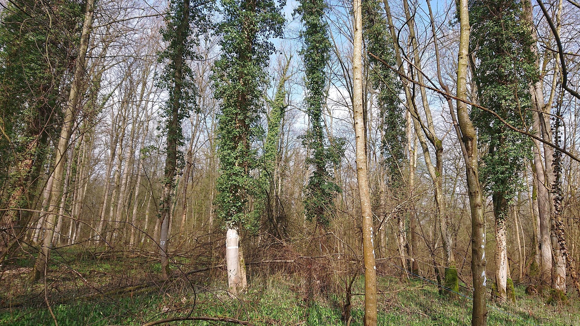 Das Foto zeigt den Blick auf die Untersuchungsfläche Weisweil in Baden-Württemberg aufgenommen im Frühjahr. Der stammzahlreiche Bestand in ebener Lage zeichnet sich durch viele Eschen und Mischbaumarten aus. Es gibt einen sehr dichten Zwischenstand und stellenweise dichte Verjüngung. Die Bodenvegetation aus Gräsern und Kräutern ist dicht. Viele Eschen sind mit dicht Efeu bewachsen. Man erkennt die Eschen an der weißen Nummerierung.