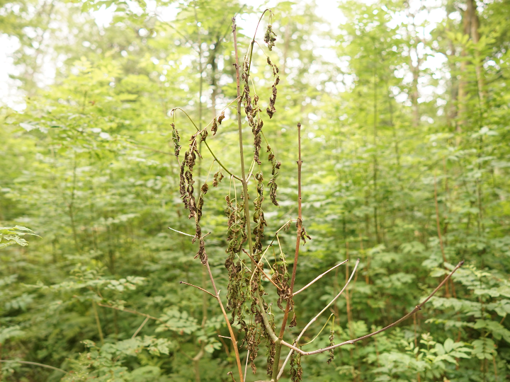 Im Vordergrund zeigt das Bild eine abgestorbene Jungesche mit verwelkten Blättern und abgestorbenen Trieben. Im Hintergrund sieht man unscharf weitere Eschen in einem Wald.