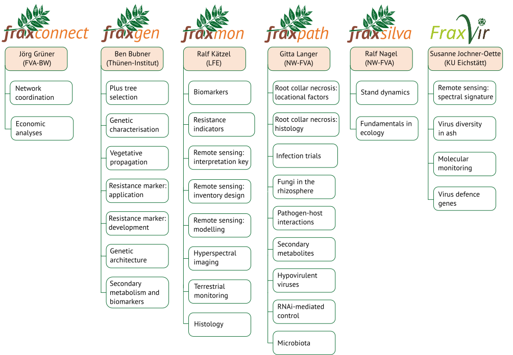 This organisational chart describes the sub-networks and their work packages.